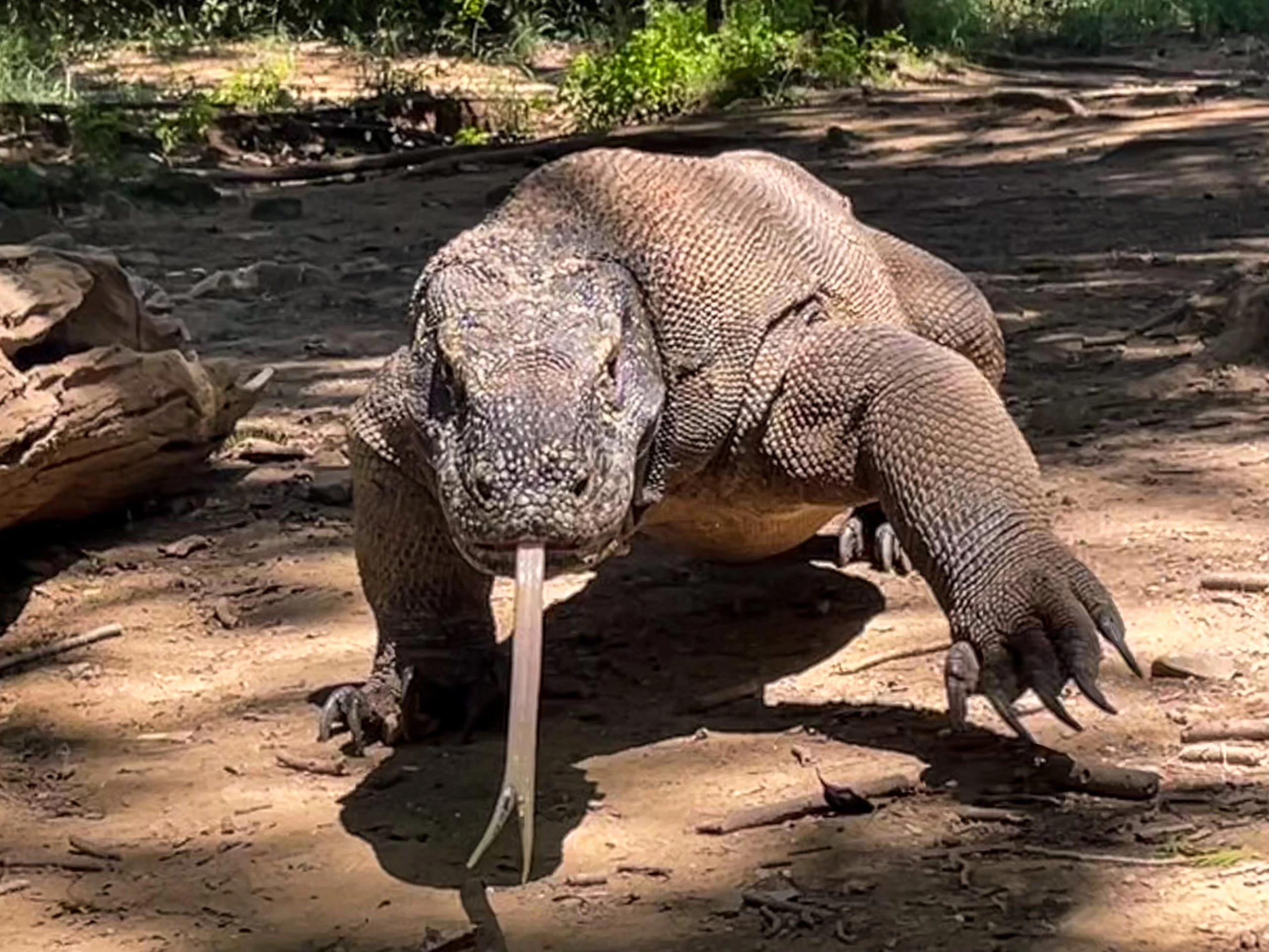 Komodowaran in Indonesien