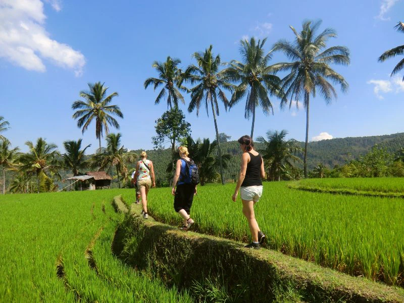 Wanderung durch die Reisfelder in Kalibaru auf Java