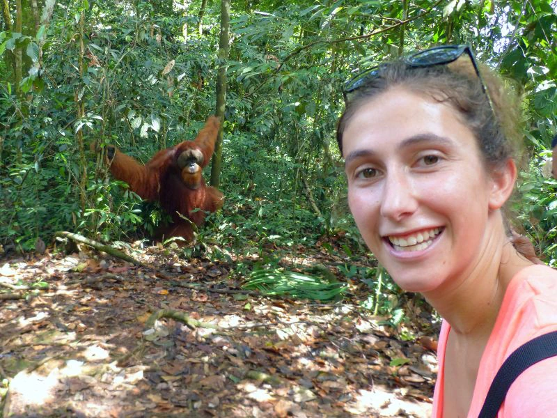 Orang Utan auf Sumatra