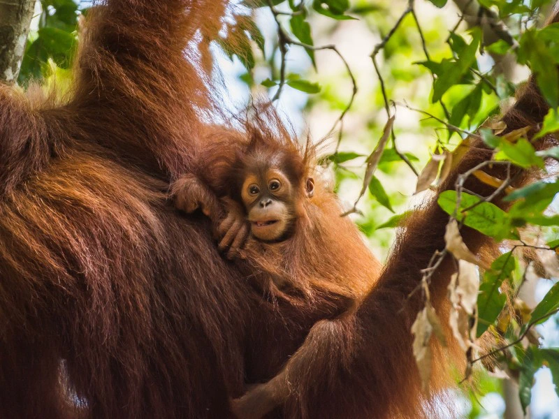 Orang Utan Baby in den Armen der Mutter in Bukit Lawang auf Sumatra