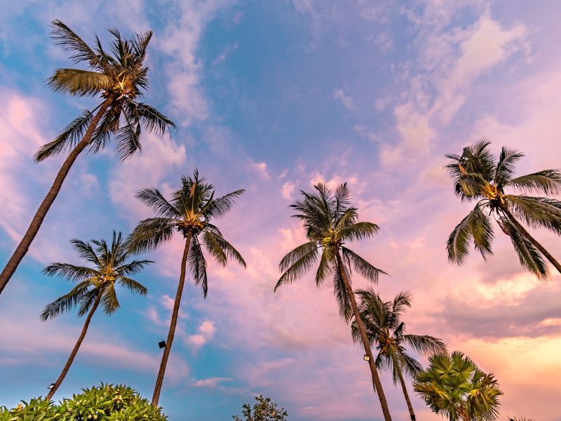 Palmen und Himmel in Lovina in Nord Bali