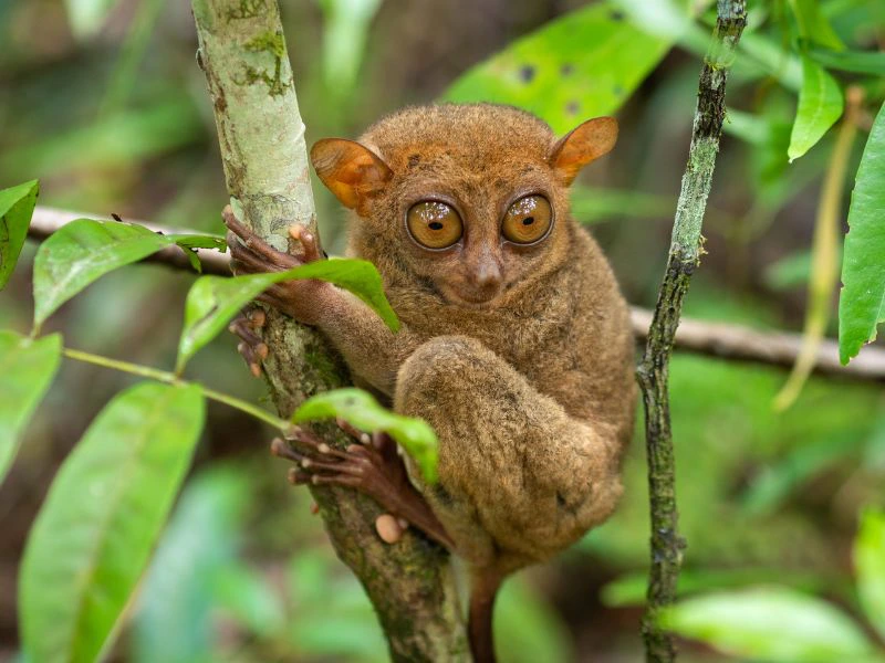 Gespensteraffen in Tangkoko auf Nord Sulawesi in Indonesien