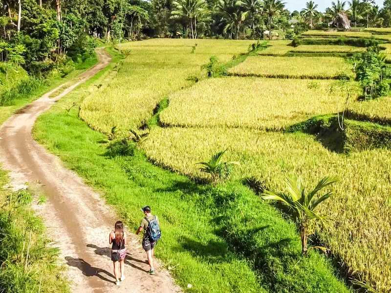 Touristen beim Wandern zwischen grünen Reisfelder in Tetabatu, Indonesien
