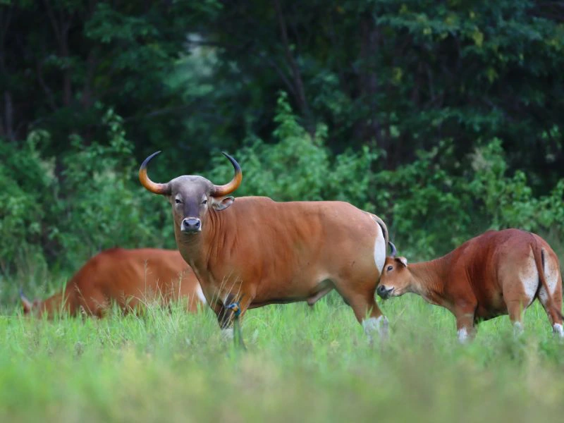 Herde Bantengs auf Java