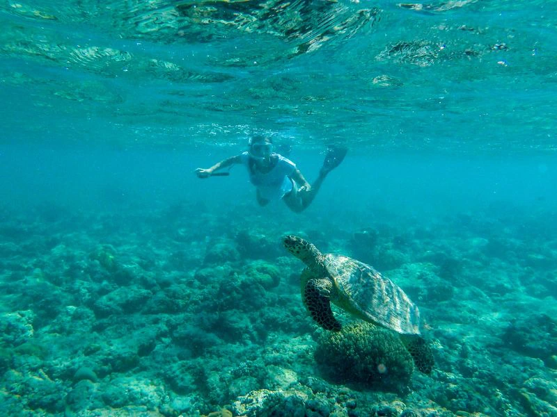 Schnorcheln mit einer Meeresschildkröte vor Gili Island