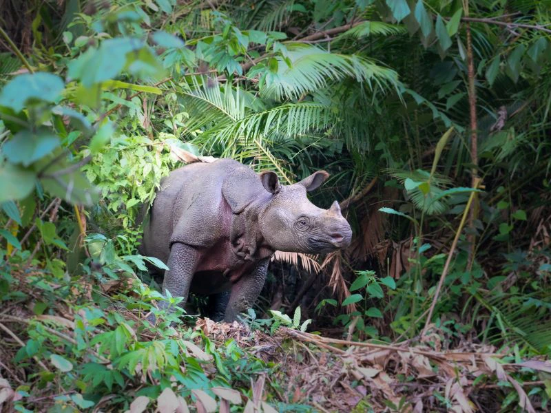 Nashorn auf Java