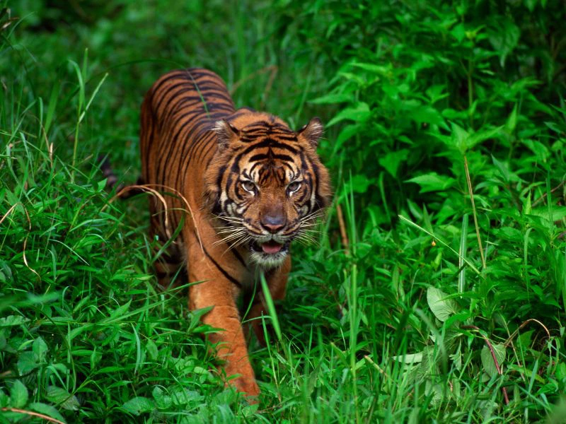 Ein Tiger auf Sumatra