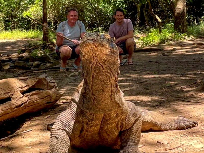 Beobachtung eines Komodo-Varans
