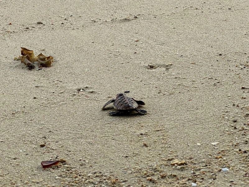 Babyschildkröte am Strand in Indonesien