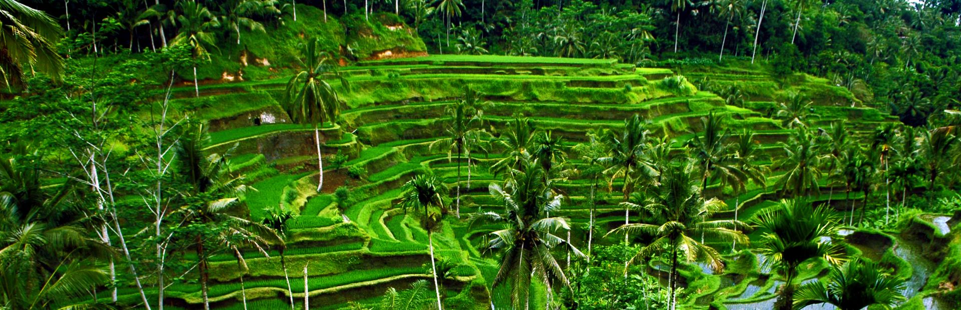 Reisterrassen bei Ubud auf Bali