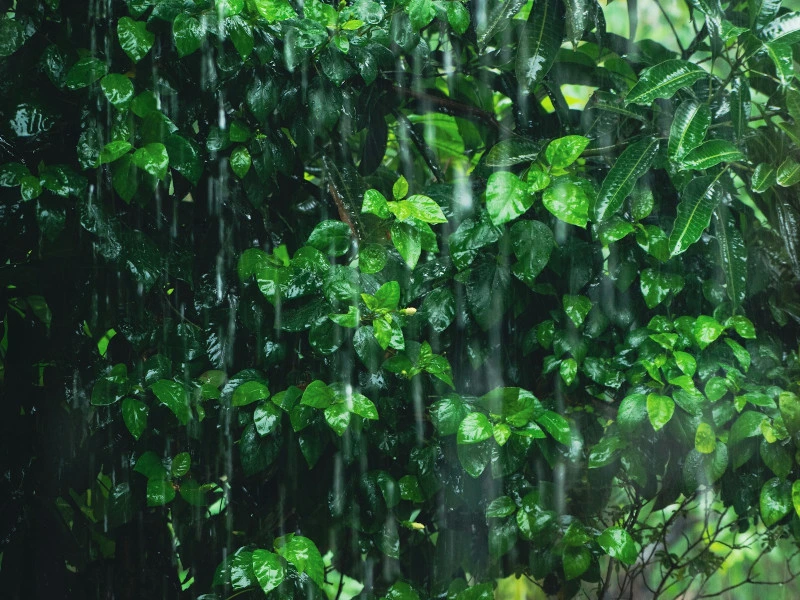 Grüne Blätterwand im Regen auf Indonesien