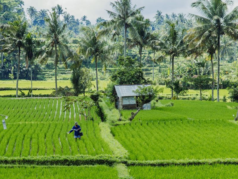 Reisfeld mit Palmen in Sidemen auf Bali, Indonesien