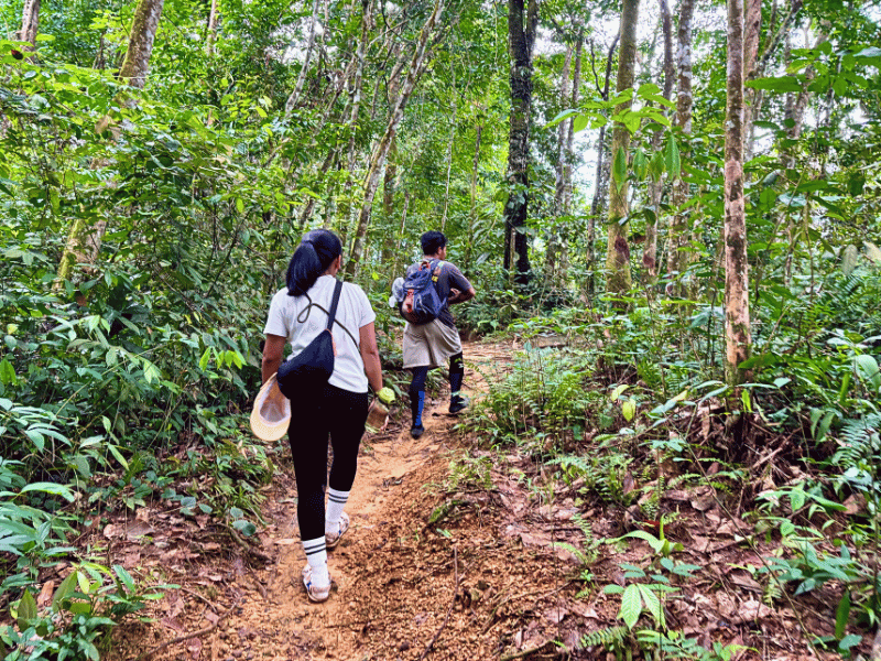 Trekking im Dschungel von Tangkahan, Indonesien