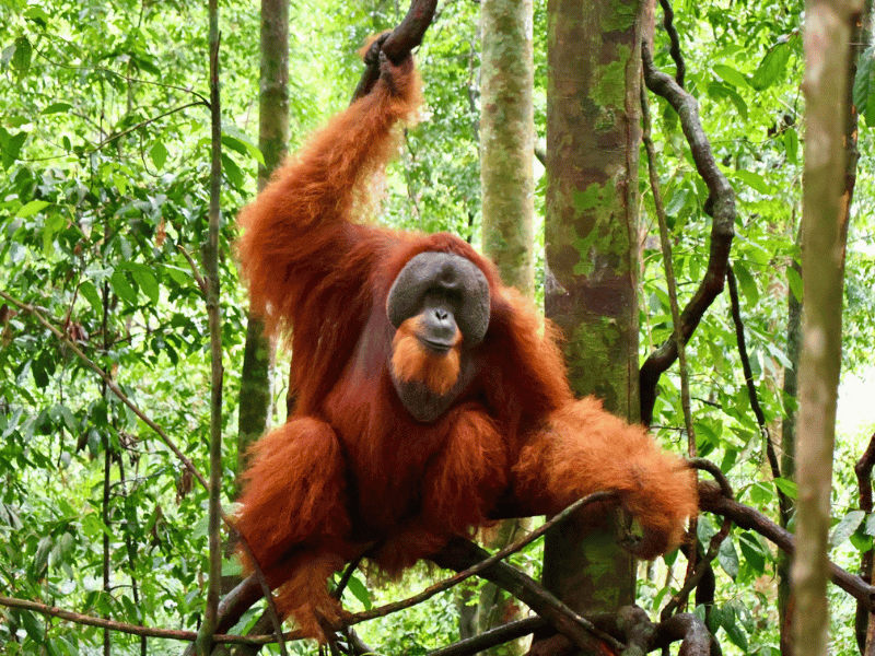 Orang Utan in Bukit Lawang in Indonesien