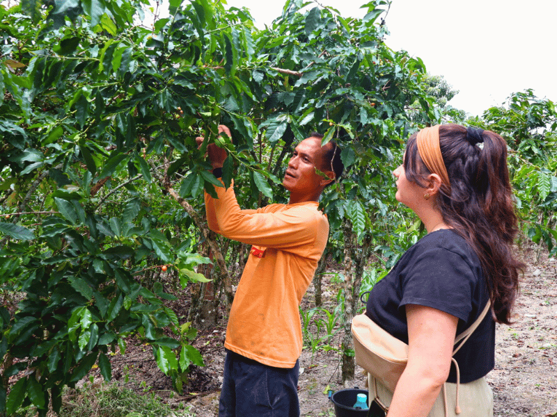 Frau mit Guide am Toba Lake bei einer Kaffeetour in Indonesien
