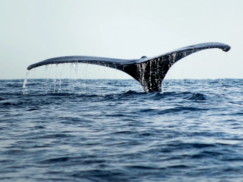 USA Ostküste Rundreise In Neuengland Wale beobachten vor der Ostküste