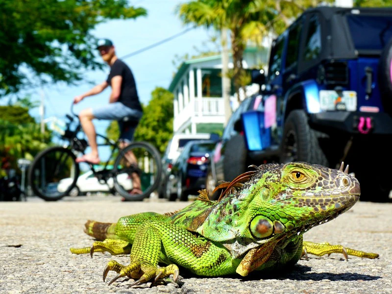 Key West Fahrradtour Leguan