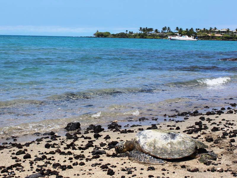 Schildkröten am Lavastrand