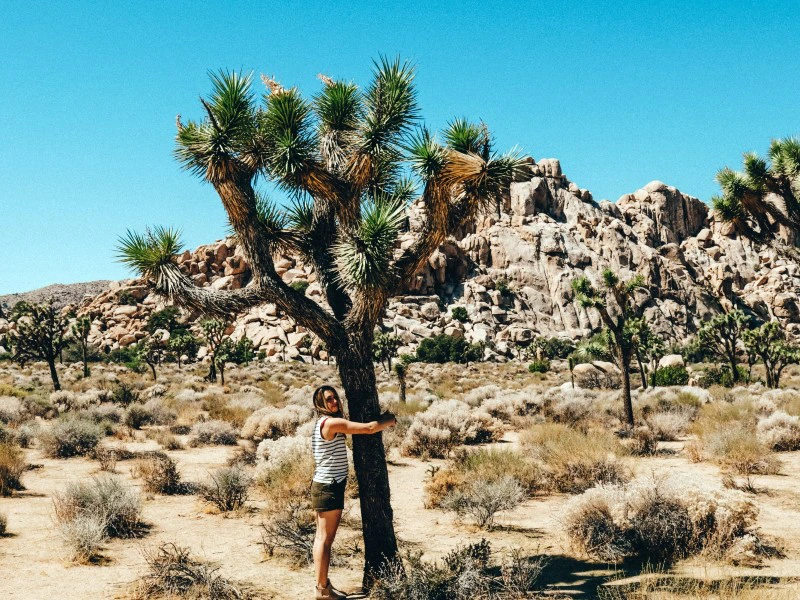 Yucca Baum im Joshua Tree National Park
