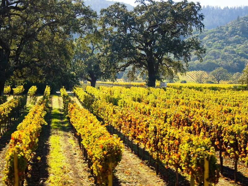 San Francisco: Ausflug ins Napa Valley