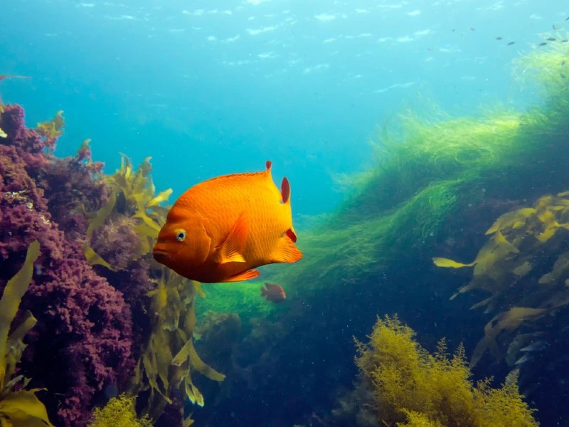 Bunte Fische bei San Diego