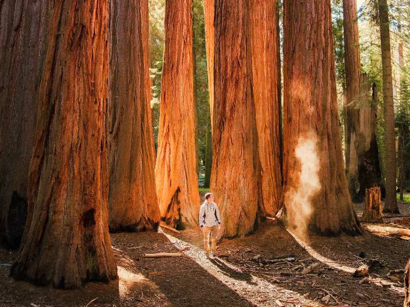 Sequoia Baeume Wandern