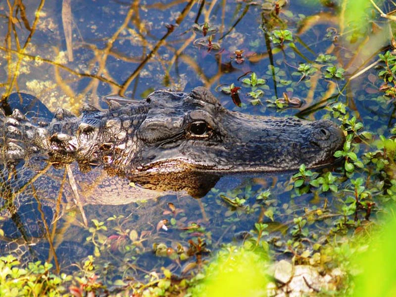 Alligator in Florida in den Everglades