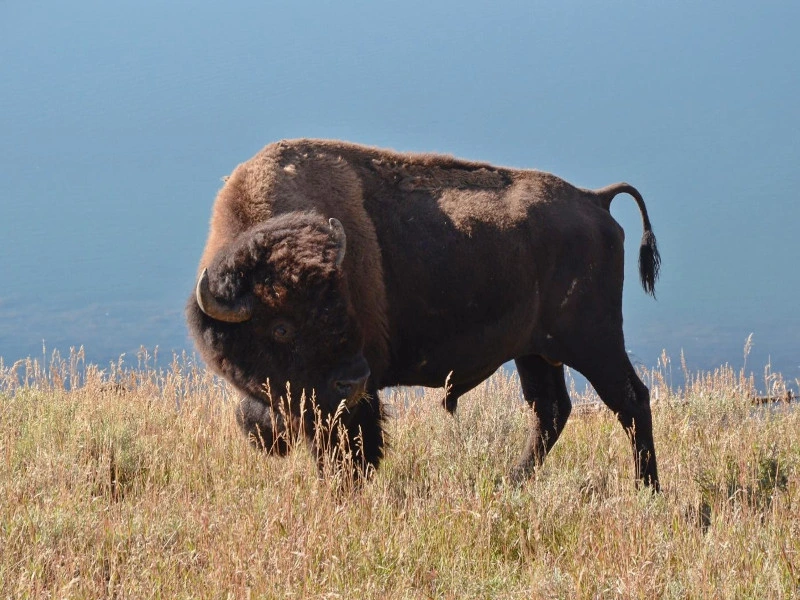 Ein Buffalo in einem Nationalpark in den USA