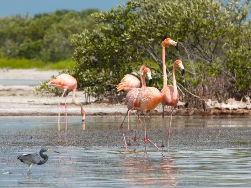 rosa Flamingos am Strand von Santa Lucia