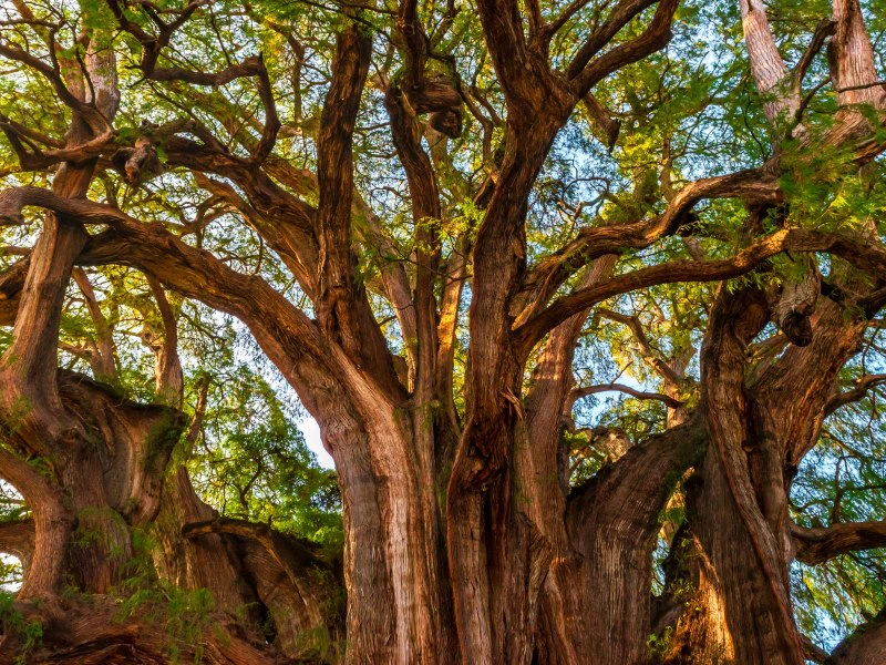 El Tule Baum in Mexiko