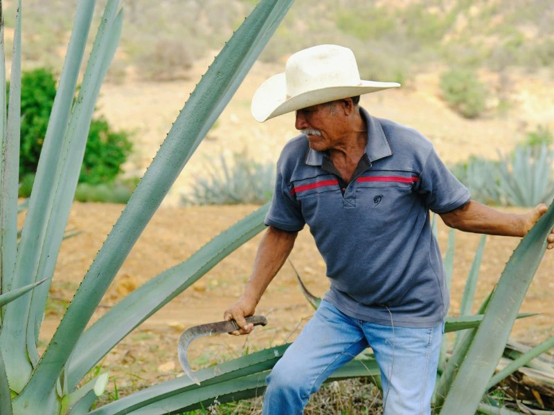 Agaven werden geschnitten in Mexiko