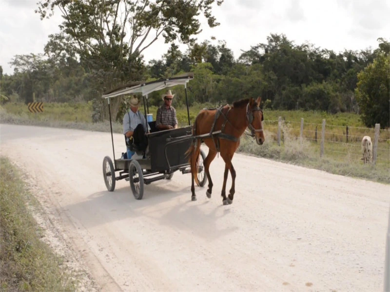 Kutsche in Lamanai in Belize