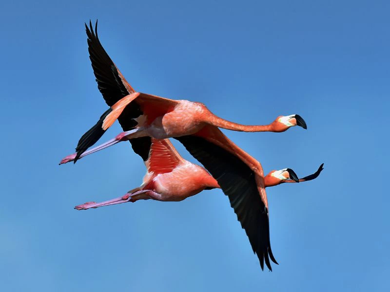 Flamingos in Mexiko