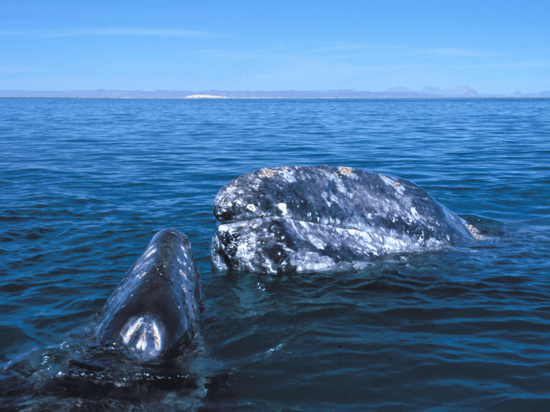 Whale Watching bei San Ignacio in Mexiko