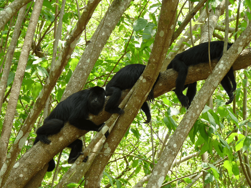 Affen chillen im Baum in Yaxchilan in Mexiko