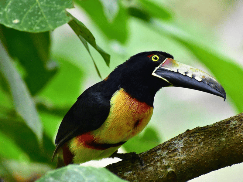 Paradiesvogel in Belize