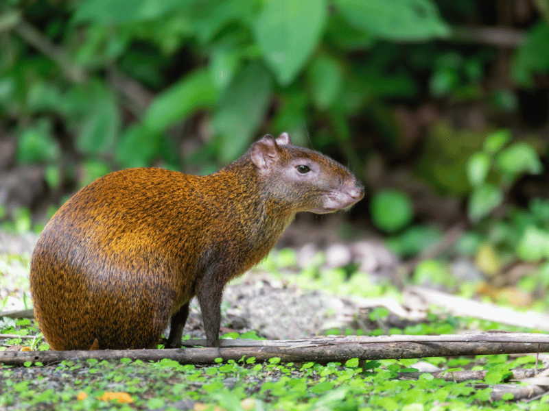 Royal Rat in Belize