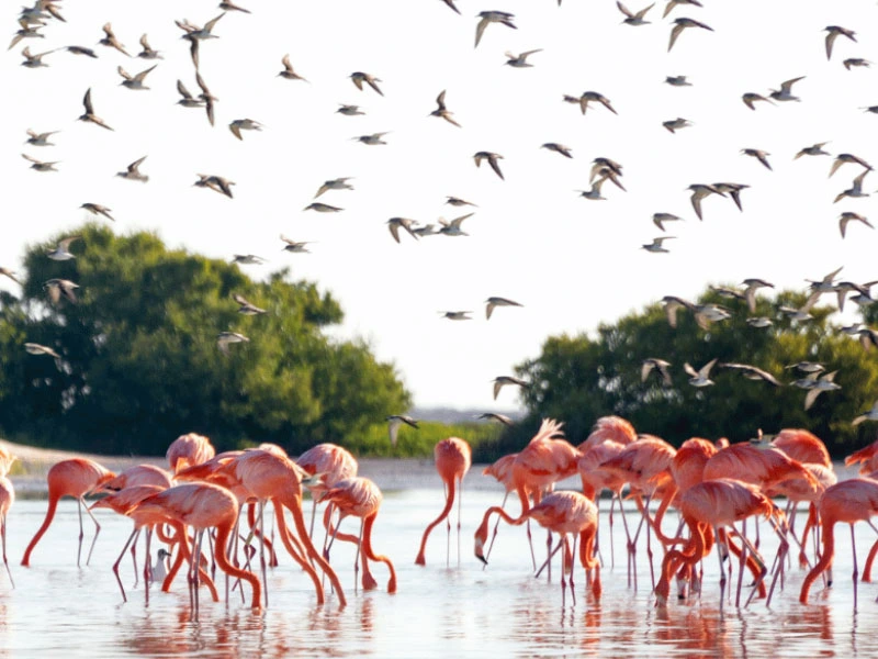 Flamingos in Rio Lagartos