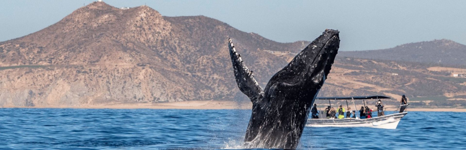 Walbeobachtung vor der Küste von Baja California