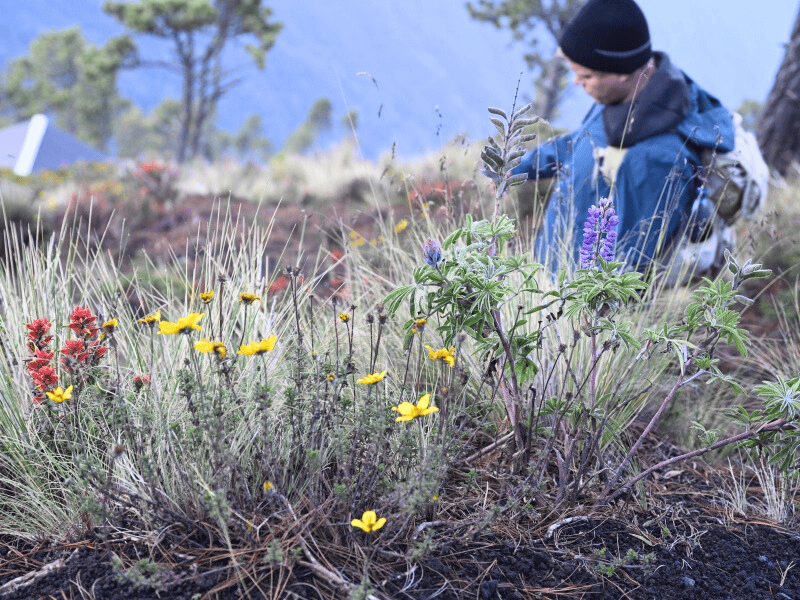 Mann in Hocke hinter bunten Blumen