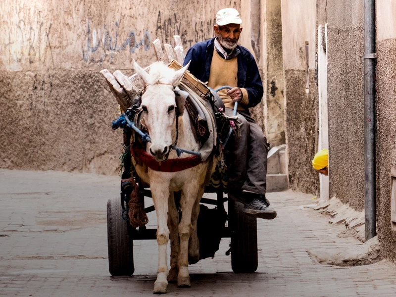 Pferdekarren in Marokko