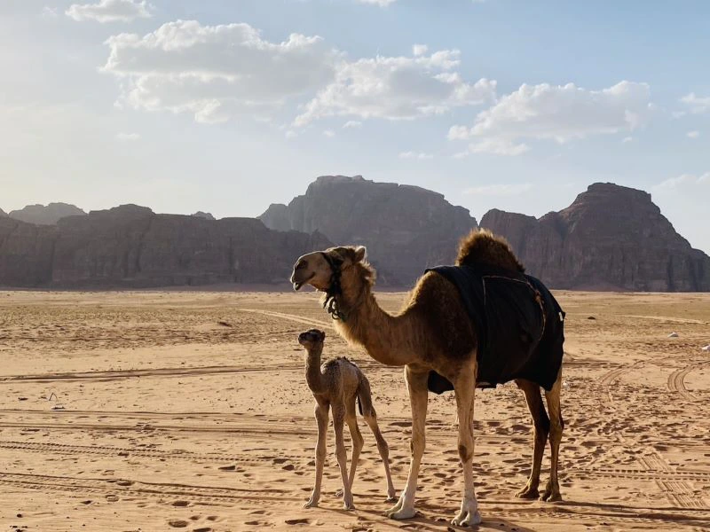 Kamelbaby mit Mutter im Wadi Rum, Jordanien