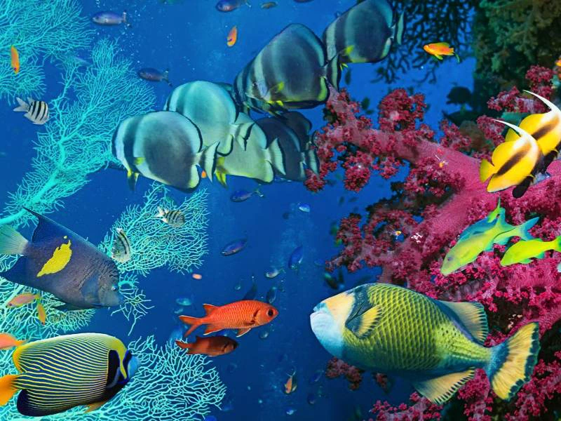 Unterwasserwelt in Aqaba am Roten Meer Jordanien