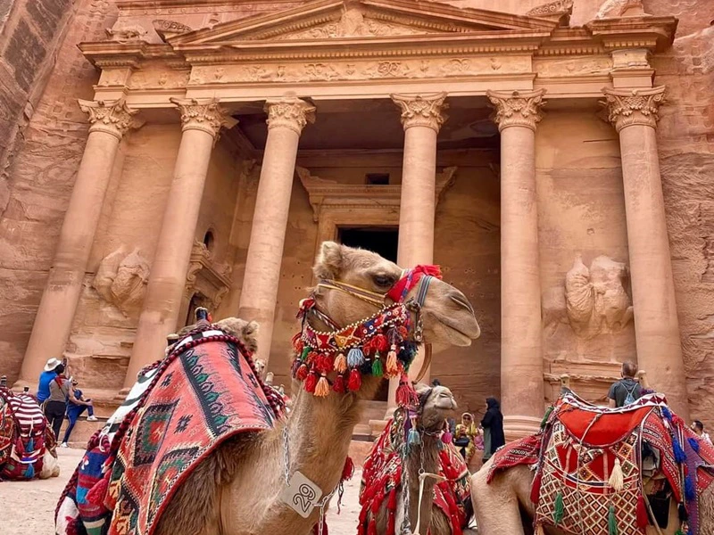 Kamele in Petra - Jordanien