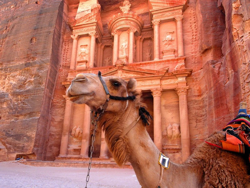 Kamel vor dem Eingang zur Schatzkammer in Petra, Jordanien