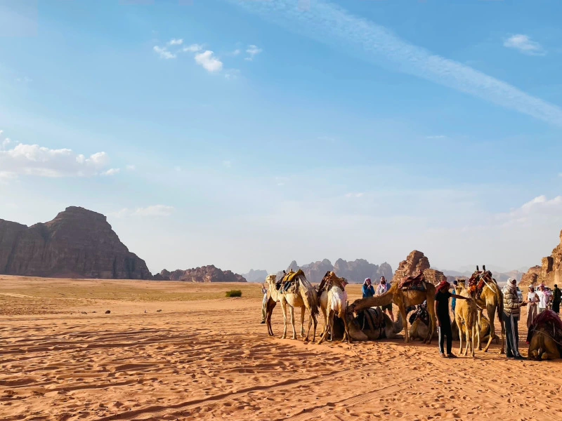 Kamele in Wadi Rum - Jordanien Höhepunkte