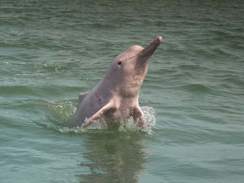 Rosa Delfin am Strand von Khanom in Thailand