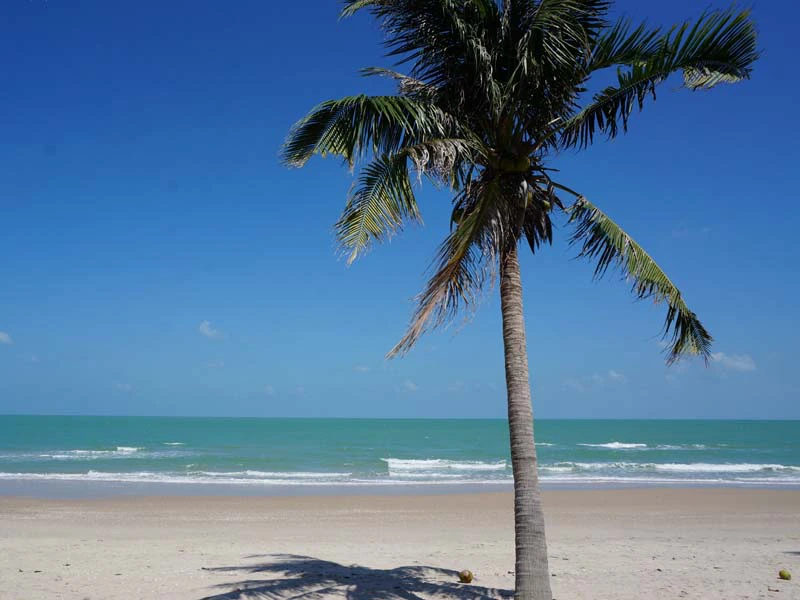 Palme am Strand von Khanom in Thailand