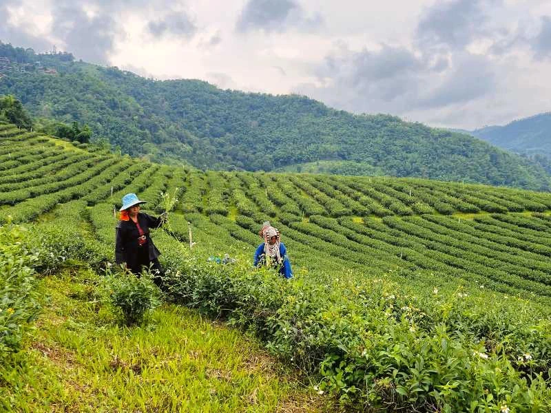 Arbeiter auf einer Teeplantage im Norden von Thailand