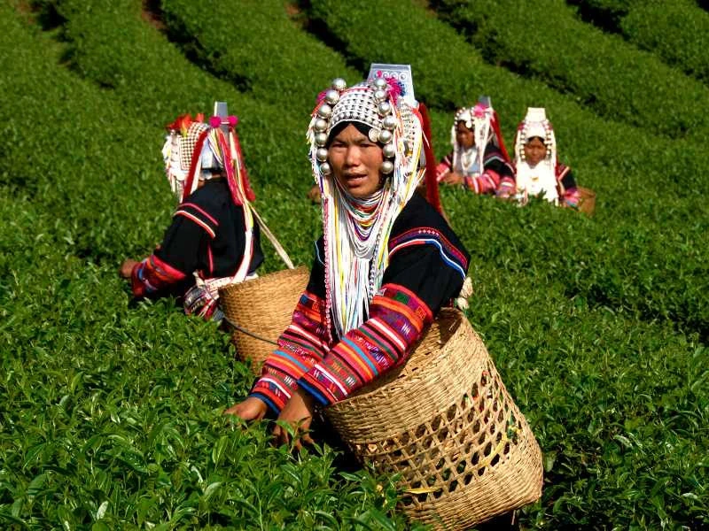 Einheimische in traditionellen Gewändern beim Teepflücken auf einer Teeplantage im Norden von Thailand